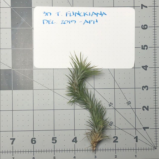 "Tillandsia funckiana"