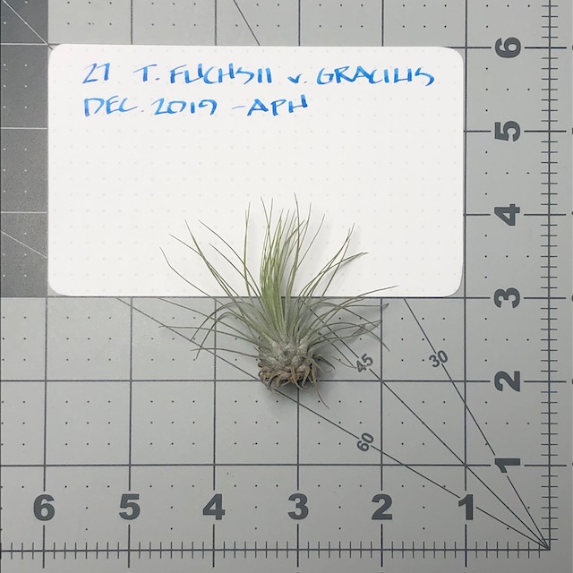 "Tillandsia fuchsii var. gracilis"