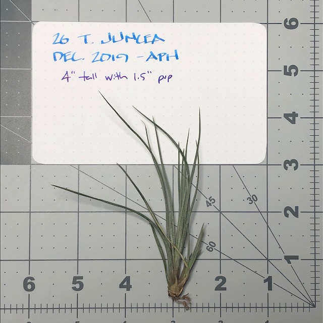 "Tillandsia juncea"