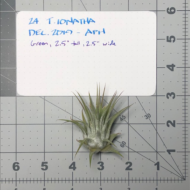 "Tillandsia ionantha"