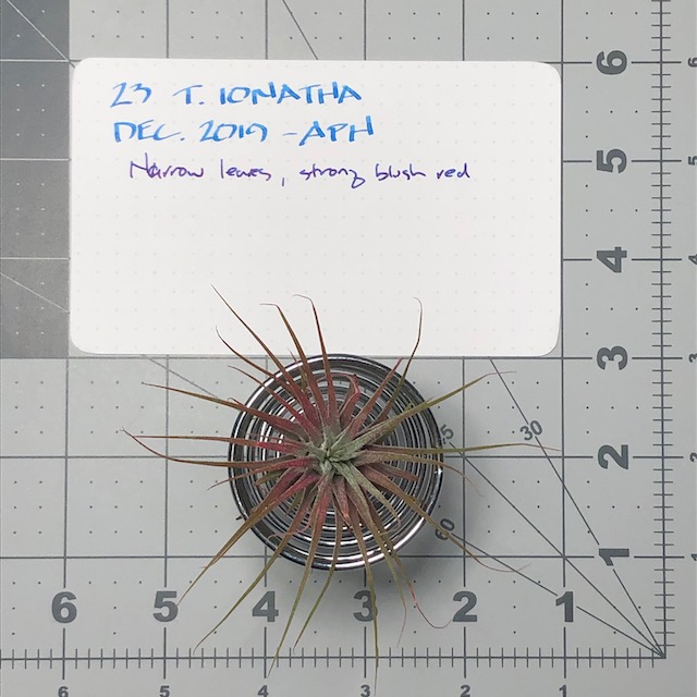 "Tillandsia ionantha Guatemala"