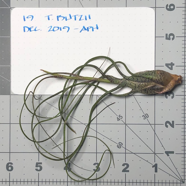 "Tillandsia butzii"