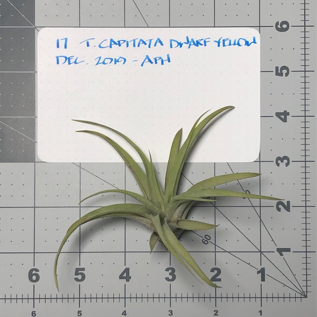 "Tillandsia capitata"