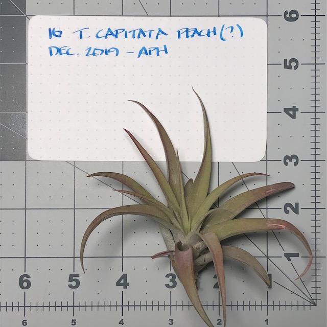 "Tillandsia capitata peach"