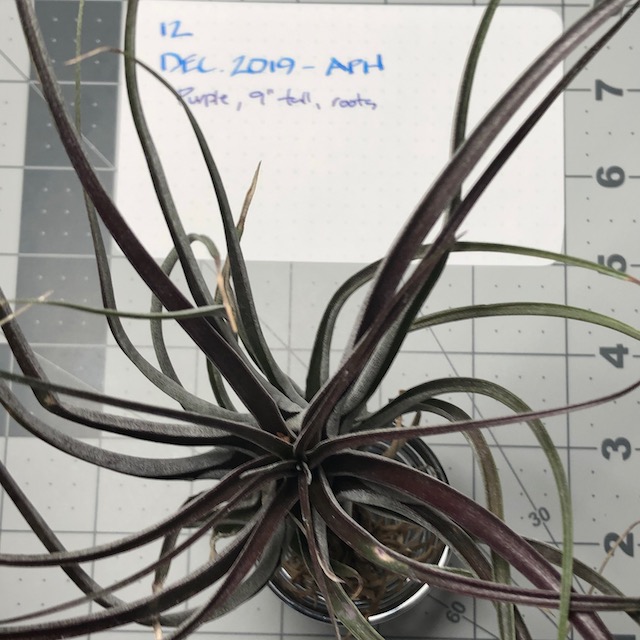 "Tillandsia capitata dominguensis"