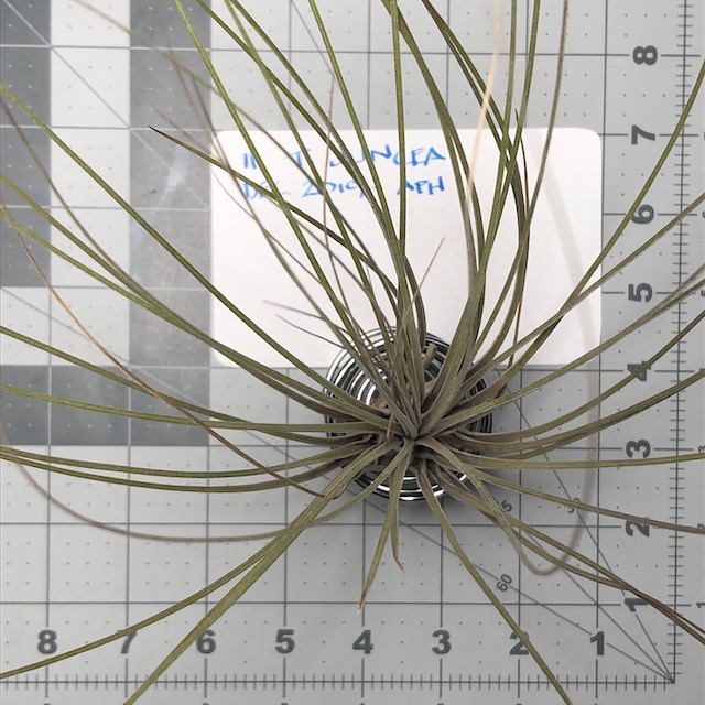 "Tillandsia juncea"