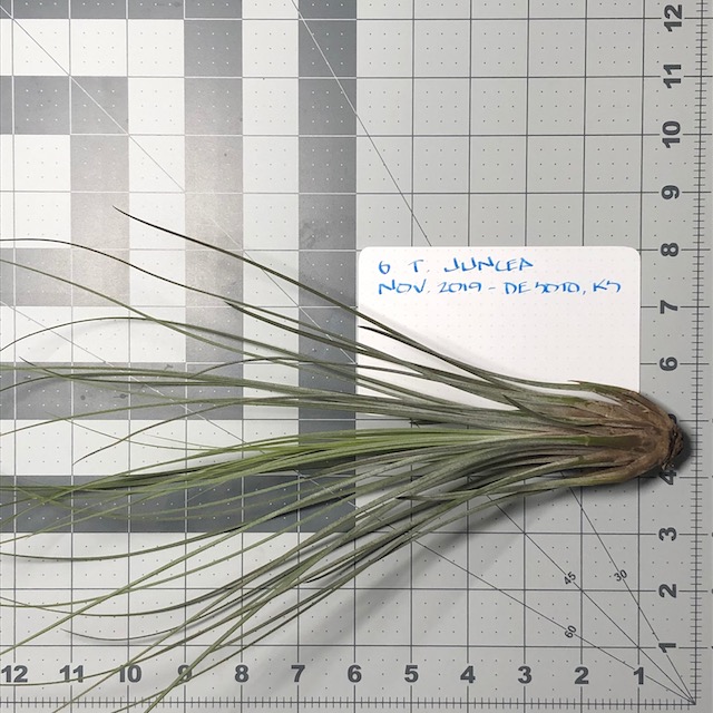 "Tillandsia juncea"