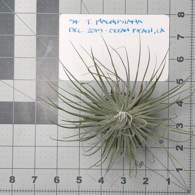 "Tillandsia magnusiana"