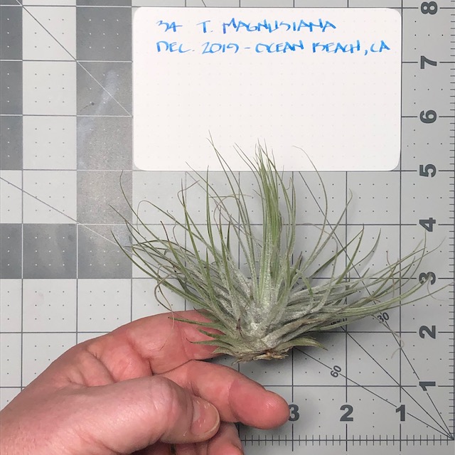 "Tillandsia magnusiana"