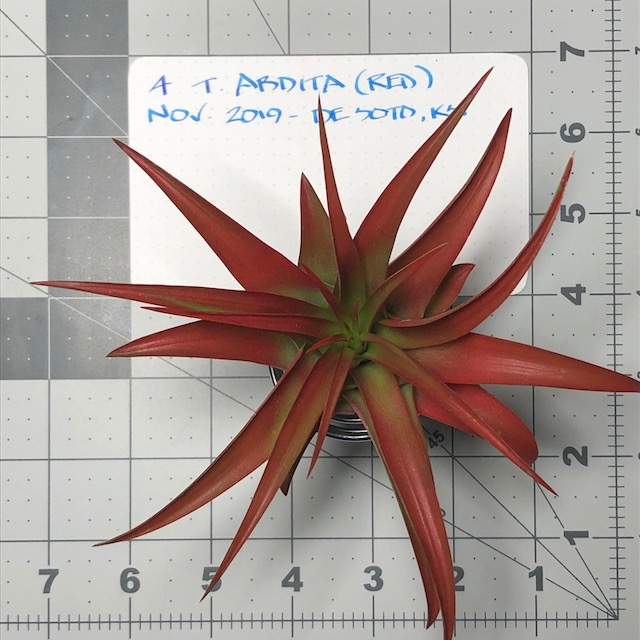 "Tillandsia abdita (brachycaulos)"