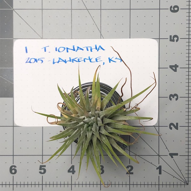 "Tillandsia ionantha"