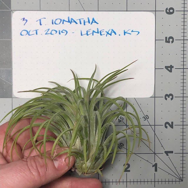 "Tillandsia ionantha"