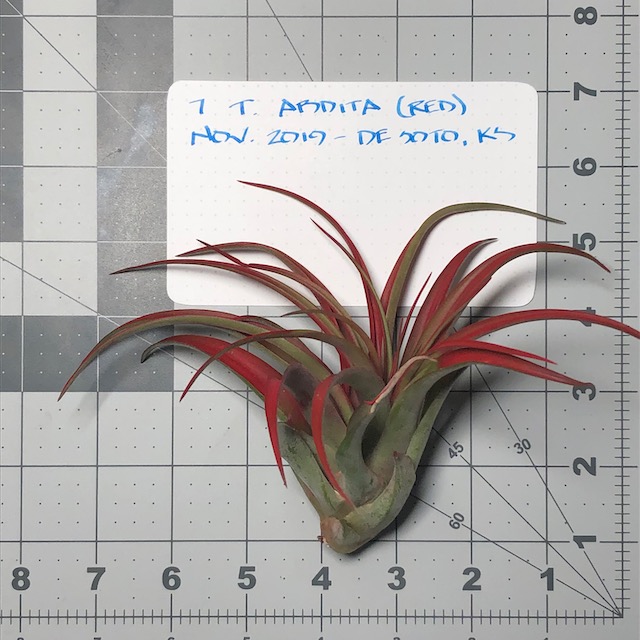 "Tillandsia abdita (brachycaulos)"