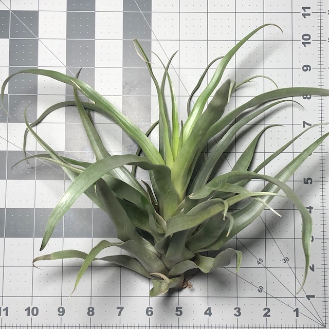 "Tillandsia secunda"