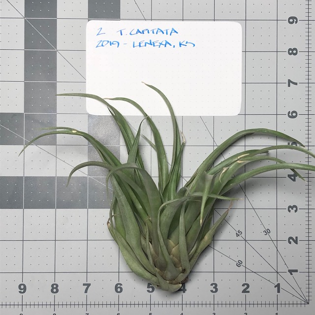 "Tillandsia capitata guzmanoides"