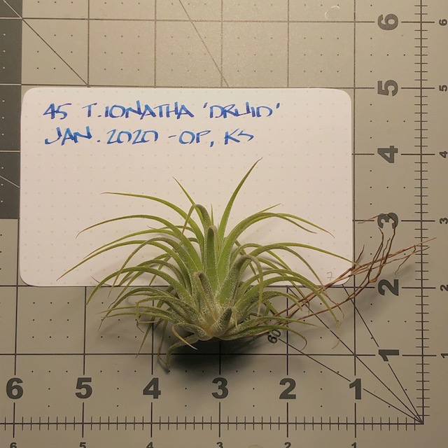 "Tillandsia ionanatha 'druid'"