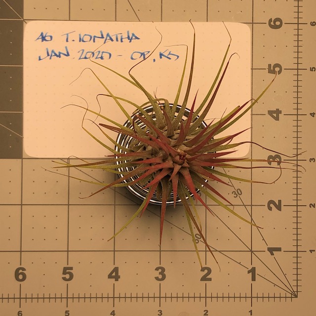 "Tillandsia ionantha"