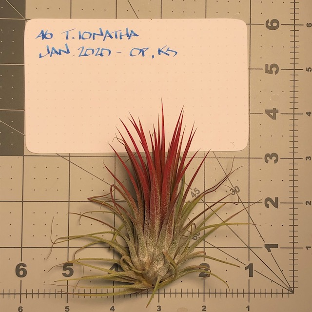 "Tillandsia ionantha"