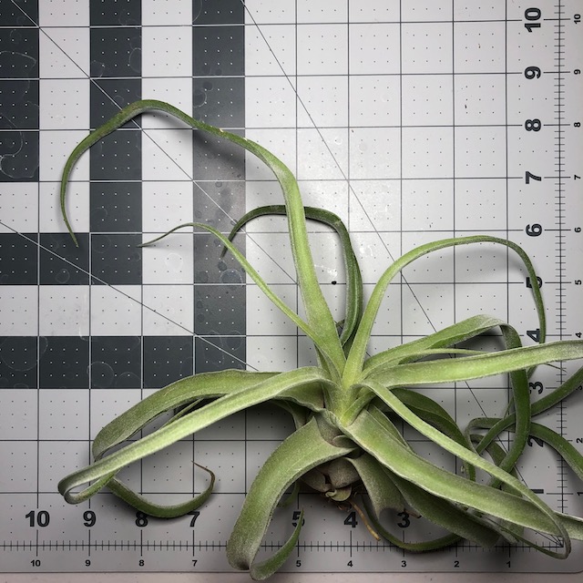 "Tillandsia streptophylla"