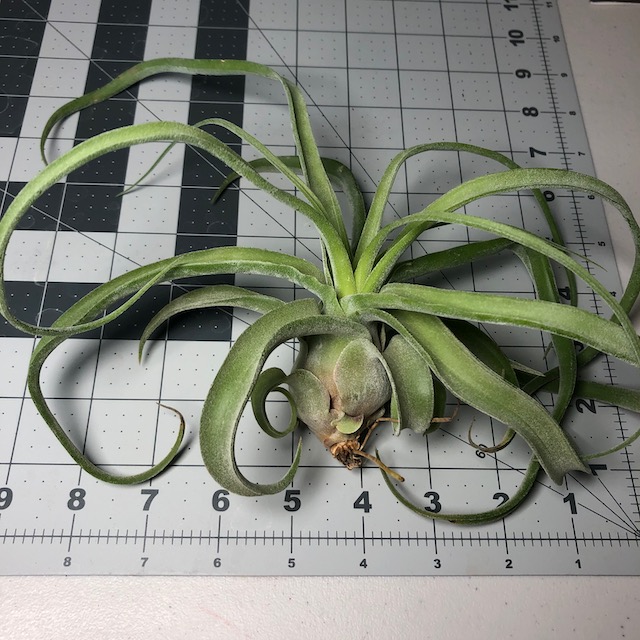 "Tillandsia streptophylla"