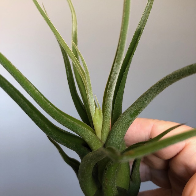 "Tillandsia caput medusae"