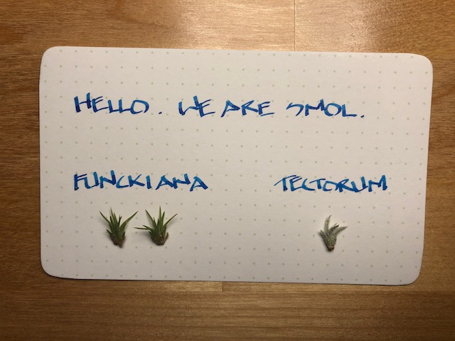 "Tillandsia funckiana"