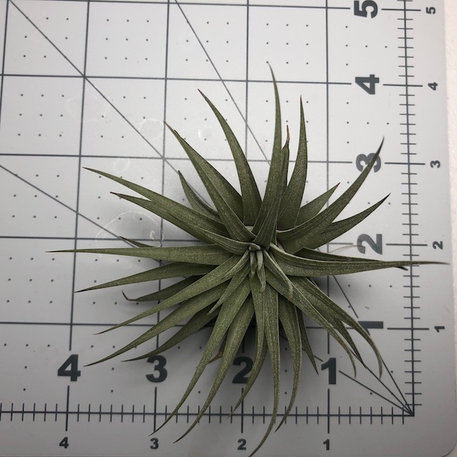 "Tillandsia espinosae"