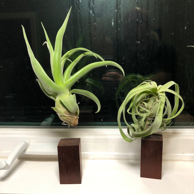 "Tillandsia streptophylla"