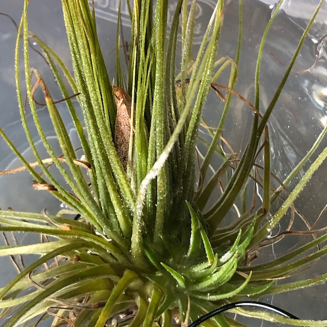 "Tillandsia magnusiana"