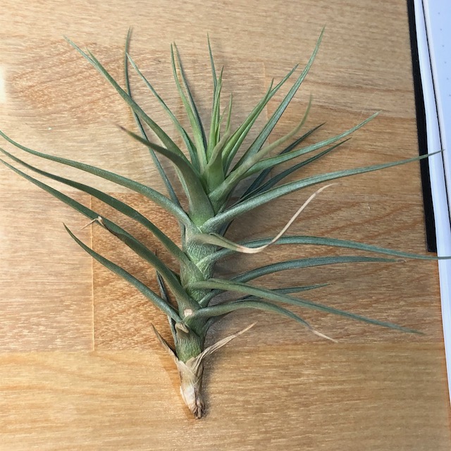 "Tillandsia aeranthos"