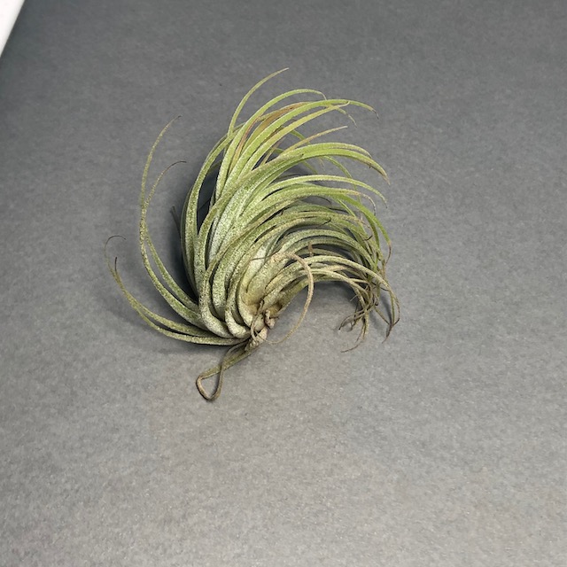 "Tillandsia kolbii"