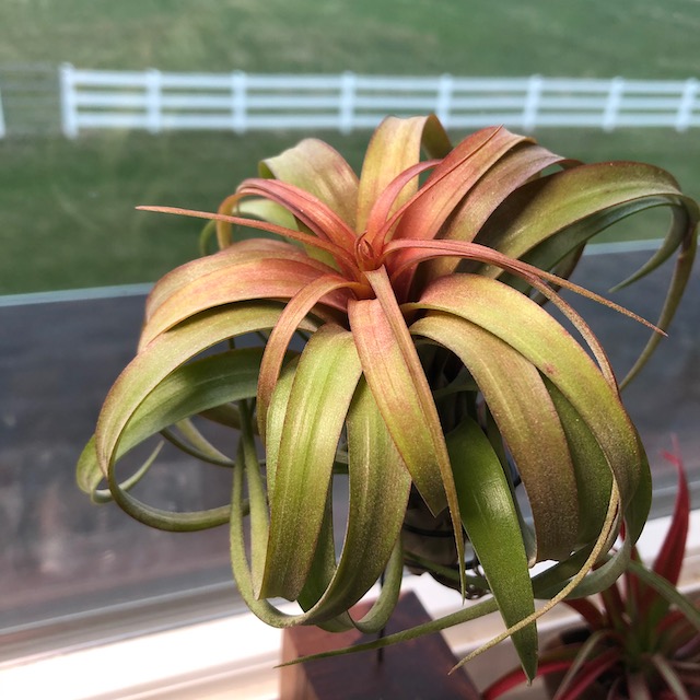 "Tillandsia 'Eric Knobloch'"