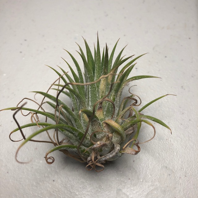 "Tillandsia ionantha with a sunburn"