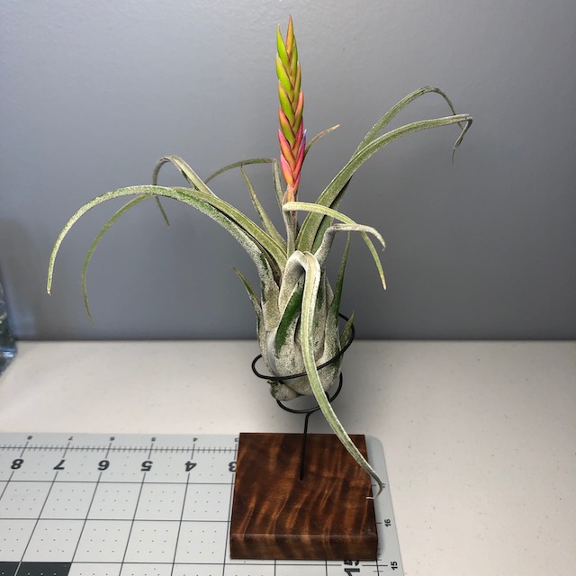 "Tillandsia caput medusae"