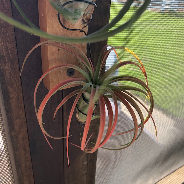 "Tillandsia victoria"