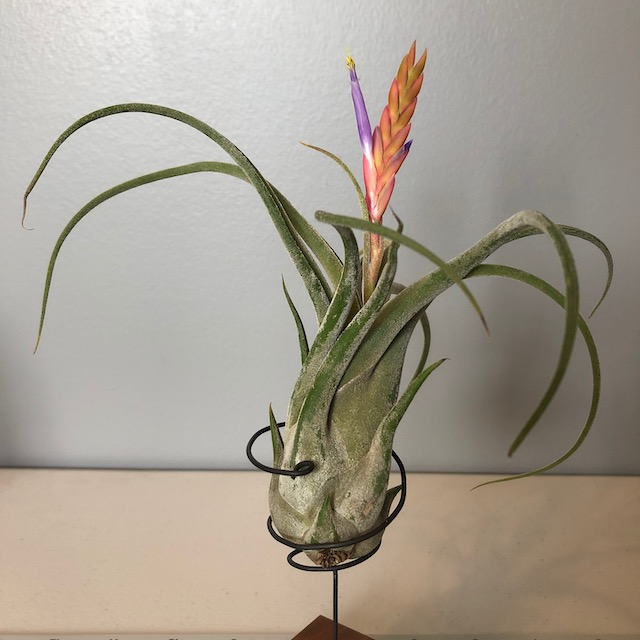 "Tillandsia caput medusae"