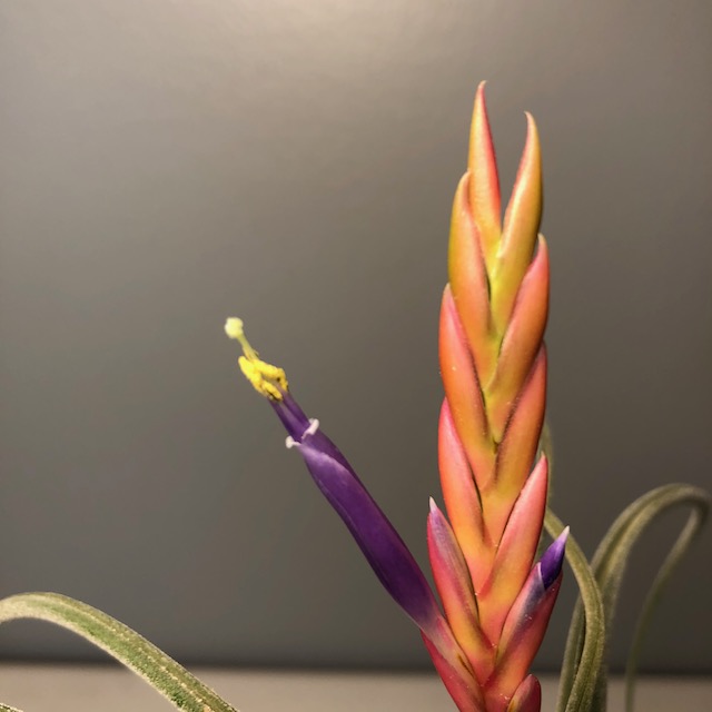 "Tillandsia caput medusae"