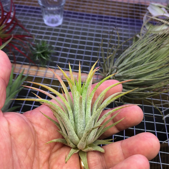 "Tillandsia ionantha 'peach'"