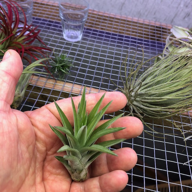 "Tillandsia velutina"