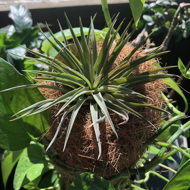 "Tillandsia plagiotropica"