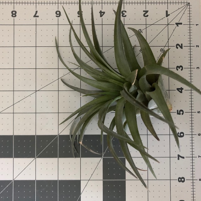 "Tillandsia brachycaulos"