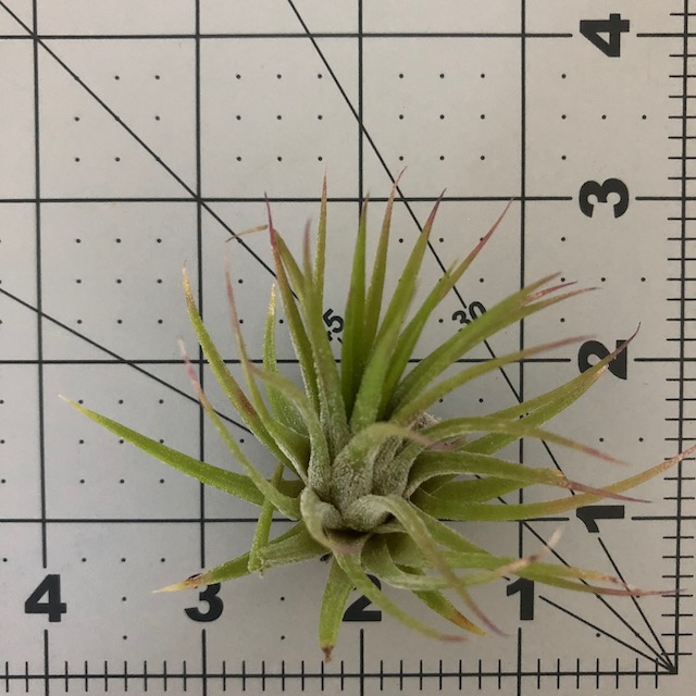 "Tillandsia ionantha"