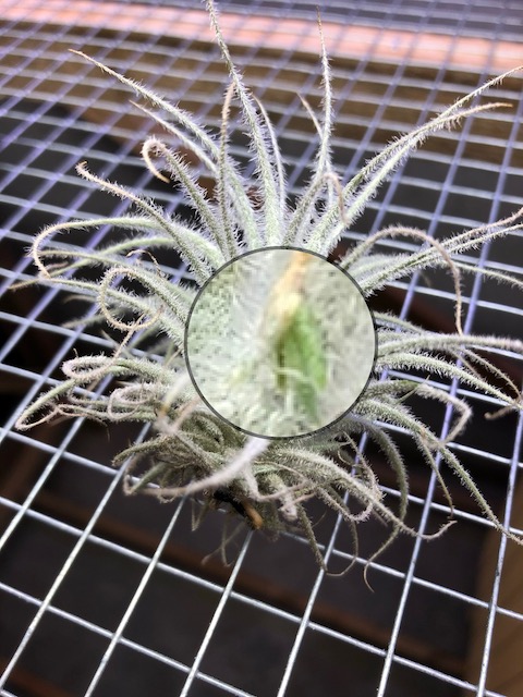 "Tillandsia tectorum (Ecuador)"