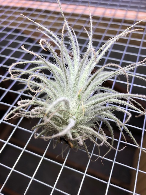 "Tillandsia tectorum (Ecuador)"