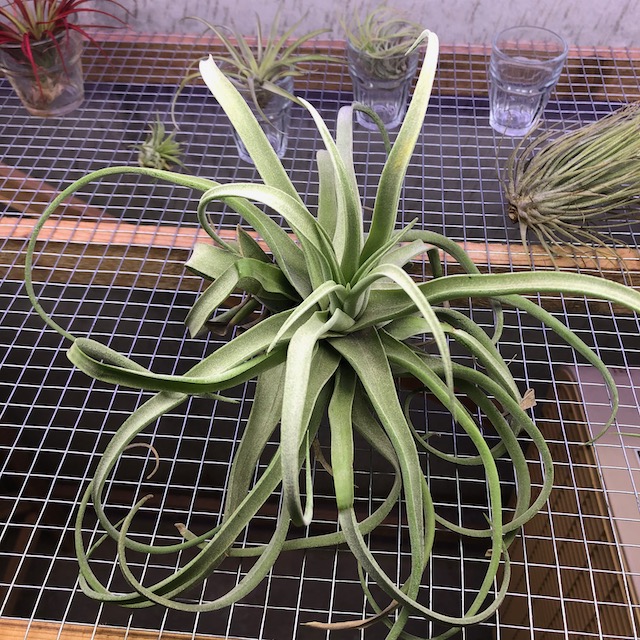 "Tillandsia streptophylla"