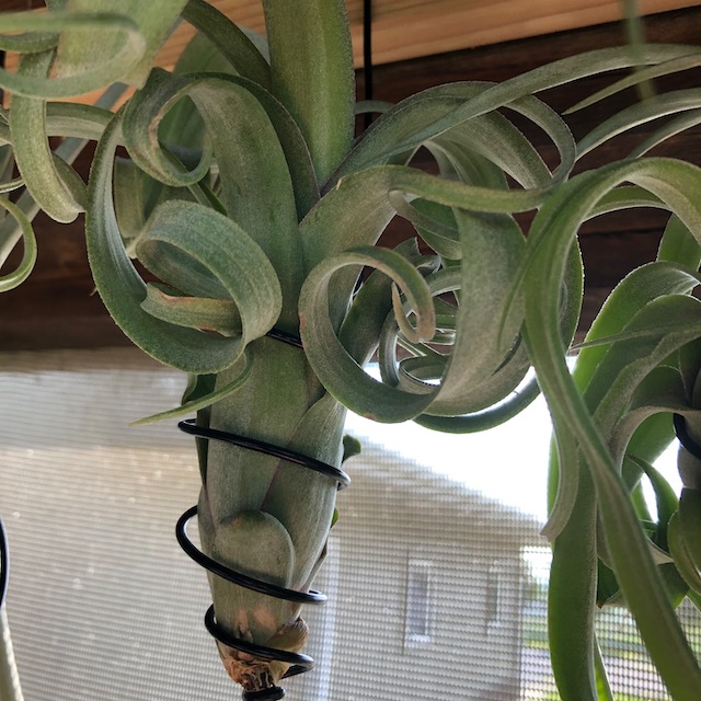 "Tillandsia 'Curly Slim'"