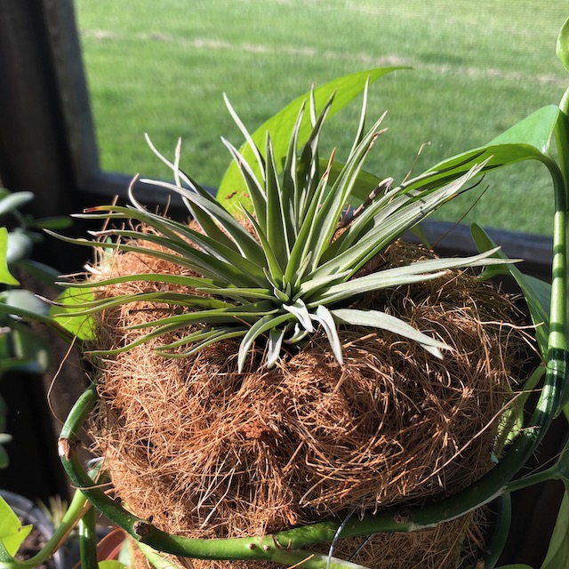 "Tillandsia plagiotropica"