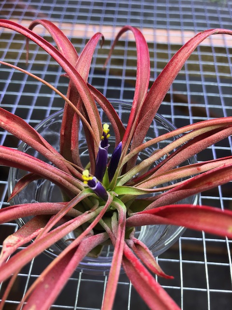 "Tillandsia abdita (brachycaulos)"