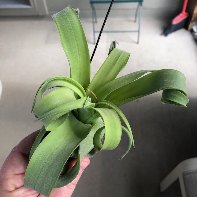 "Tillandsia streptophylla"