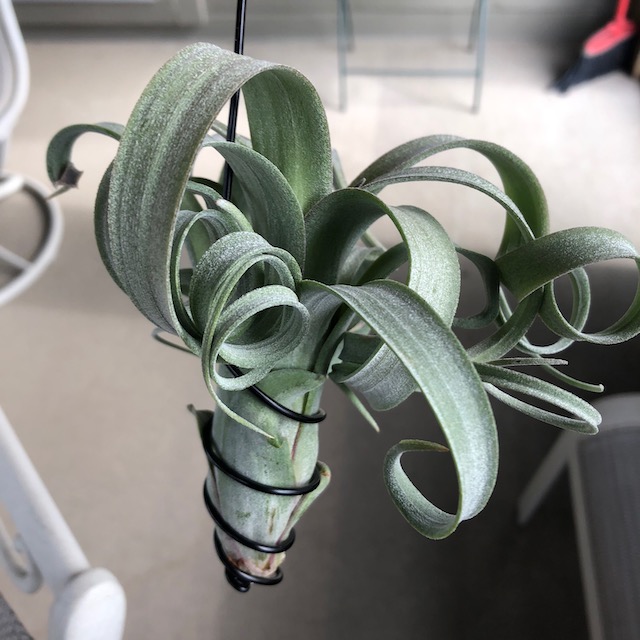 "Tillandsia 'Curly Slim'"